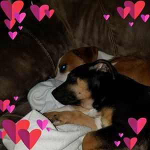 Meet your Posher, Denise